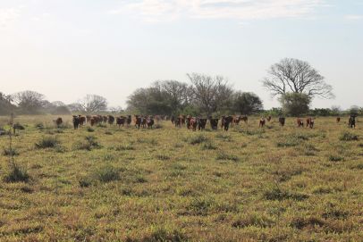 En el Departamento de Saladas, Provincia de Corrientes.